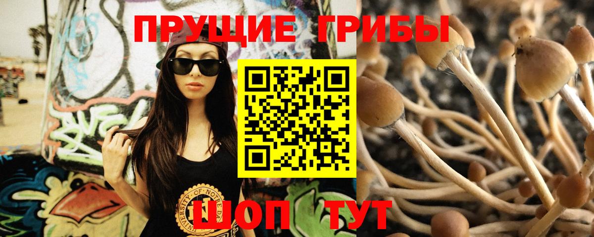 Псилоцибиновые грибы Cubensis  Вход с VPN  Лобня 